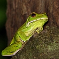 White-lipped Treefrog with brown spots<br />Canon EOS 7D + EF400 F5.6L + SPEEDLITE 580EXII + Better Beamer